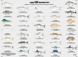 FG504,  60 Fish of the Gulf of Mexico and Surrounding Florida