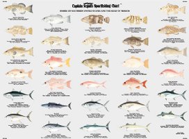 FG504,  60 Fish of the Gulf of Mexico and Surrounding Florida