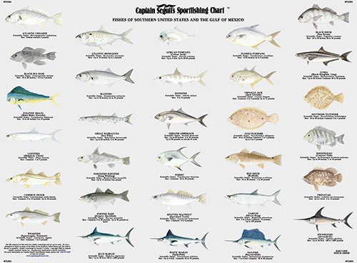 Fish Of Gulf Of Mexico Chart