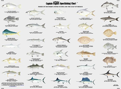 Florida Gulf Fish Chart