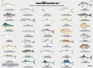 FG504,  60 Fish of the Gulf of Mexico and Surrounding Florida